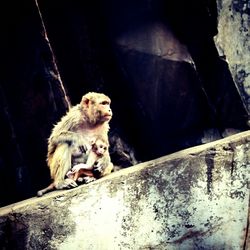 Cat sitting on ground