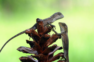 Close-up of lizard on wood