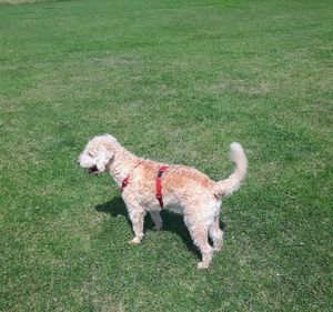 Dog on field