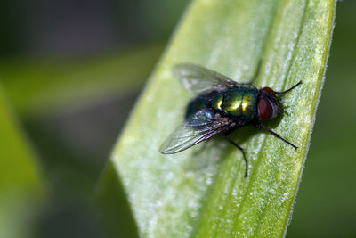 Close-up of fly on leaf