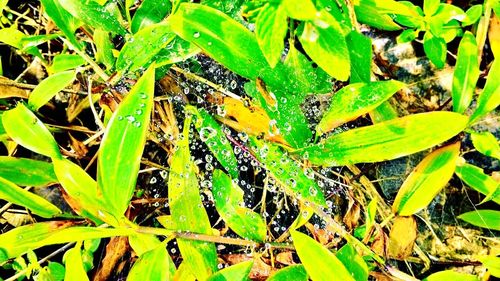 Plant growing in a garden