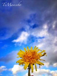 Low angle view of flowers against clear sky