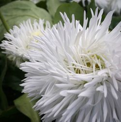 Close-up of white flower