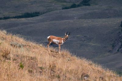 Side view of pronghorn on a hill