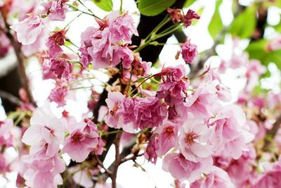 Close-up of pink flowers