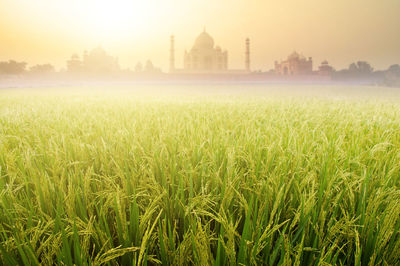 View of grassy field in foggy weather