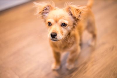 High angle view of dog running on floor