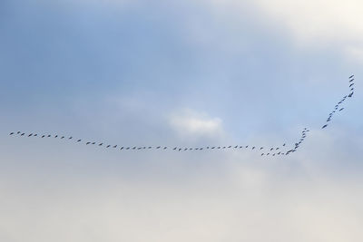 Birds flight in the sky, background. clouds and blue sky.