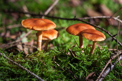 Close-up of mushroom growing in forest