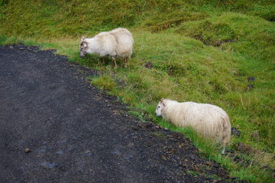 Sheep in a field