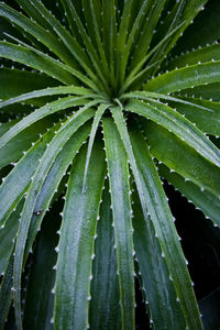 Close-up of wet plant