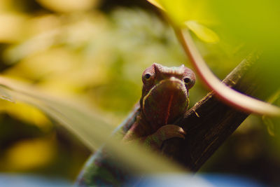 Close-up of lizard