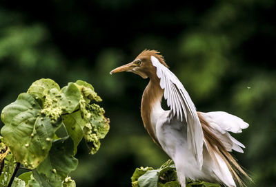 Close-up of bird flying