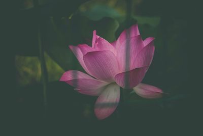 Close-up of pink lotus blooming outdoors