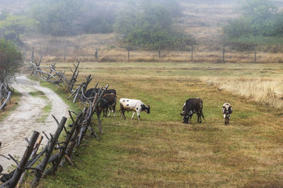 Horses grazing in a field