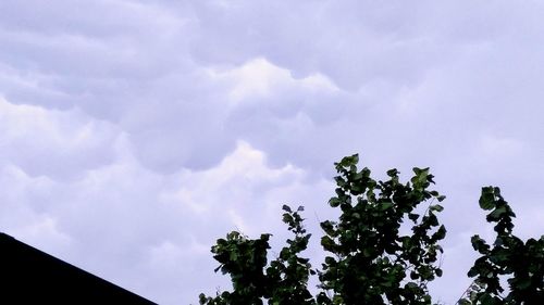 Low angle view of trees against sky