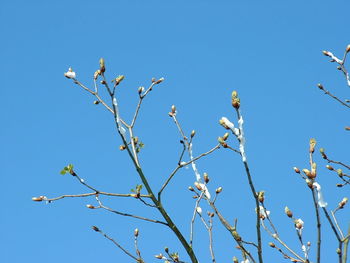 Low angle view of tree against clear blue sky