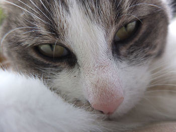 Close-up portrait of a cat