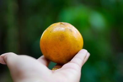 Close-up of hand holding orange