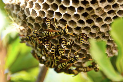 Close-up of bee on leaf