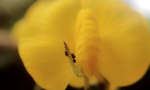 Close-up of yellow flower