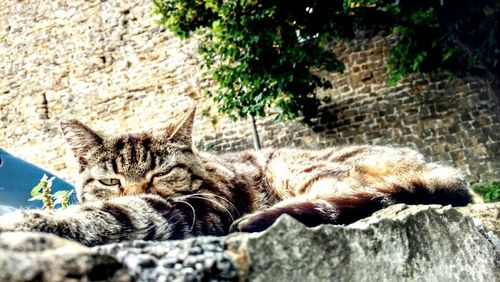 Portrait of cat lying down