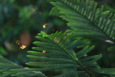 Close-up of green leaves on tree