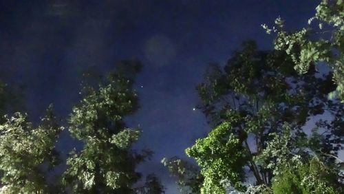 Low angle view of trees against blue sky