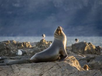 Close-up of sea lion