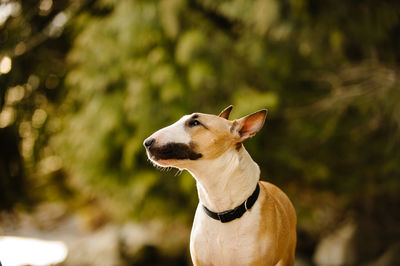 Close-up of dog outdoors