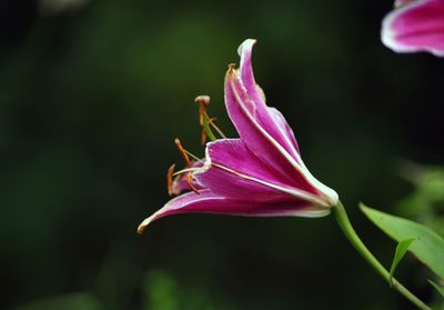 Close-up of pink flower