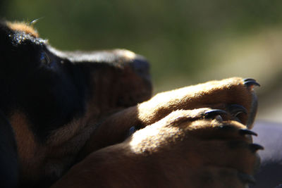 Close-up of hand feeding