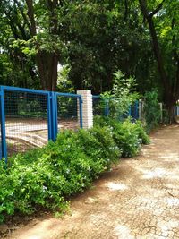 Plants and trees in park