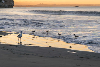 Seagulls on beach against sky during sunset