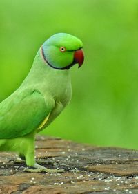 Close-up of parrot perching on leaf