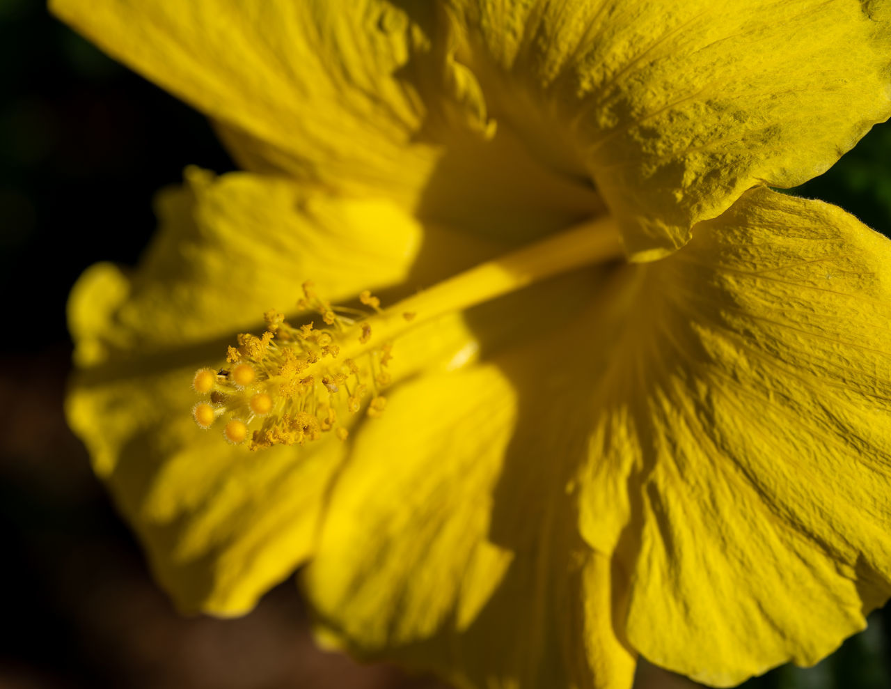 yellow, flower, flowering plant, freshness, plant, beauty in nature, close-up, fragility, macro photography, flower head, petal, inflorescence, nature, growth, macro, springtime, blossom, no people, selective focus, plant stem, pollen, extreme close-up, outdoors, vibrant color, leaf, botany, sunlight, focus on foreground