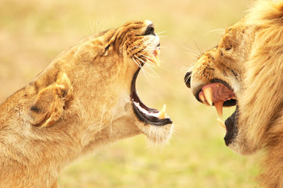 Close-up of female and male lions roaring