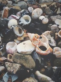 Close-up of pebbles on rock at sea shore