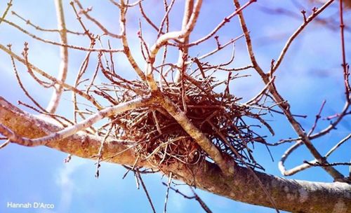 Low angle view of bare tree against sky