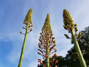 Low angle view of flowering plants against sky