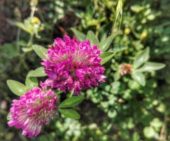 Close-up of pink flowers blooming outdoors