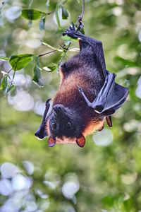 Close-up of an animal eating hanging on tree