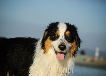 Portrait of bernese mountain dog