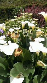 Close-up of white flowers blooming on plant