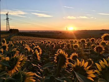 Scenic view of sunflower field against sky during sunset