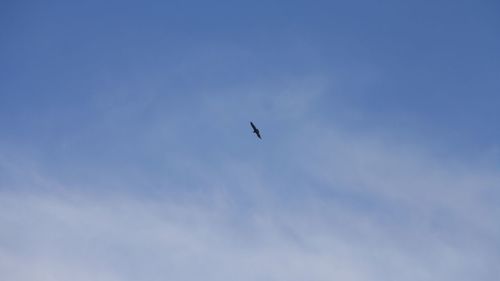 Low angle view of bird flying in sky