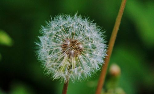 Close-up of dandelion against blurred background