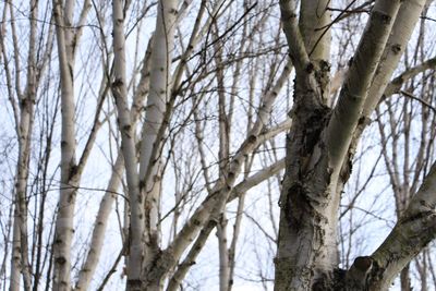 Low angle view of bare trees in forest