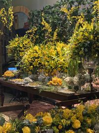 Yellow flowering plants in front of built structure