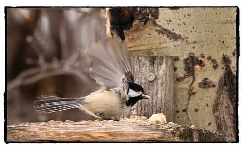 Close-up of bird perching on wood